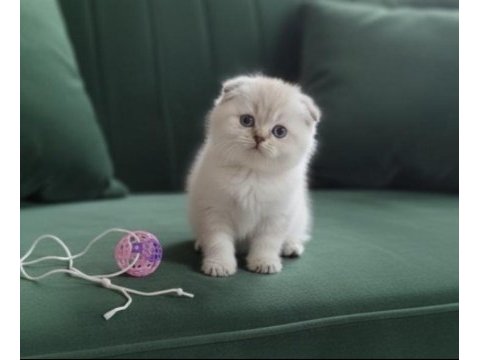 Ayı surat scottish fold