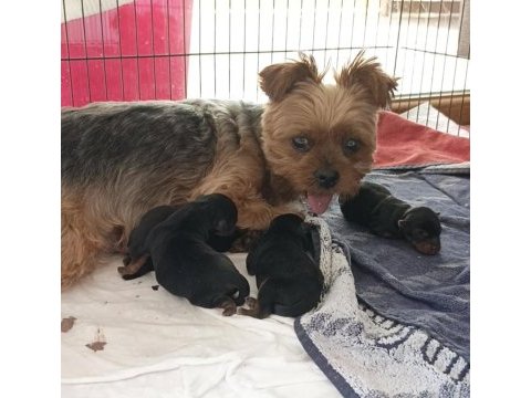 10 temmuz doğumlu orjinal yorkshire terrier yavruları
