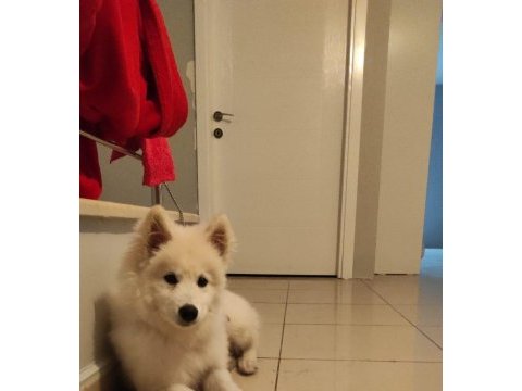 Samoyed 7 aylık dişi karnesi aşıları tam samoyed