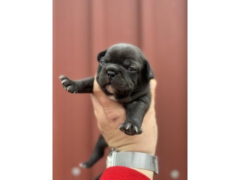 French bulldog bebekler