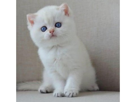 En sakin yavrulardan ns1133 british shorthair 