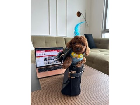 Hiçbir yerde göremeyeceğiniz toy poodle bebekler