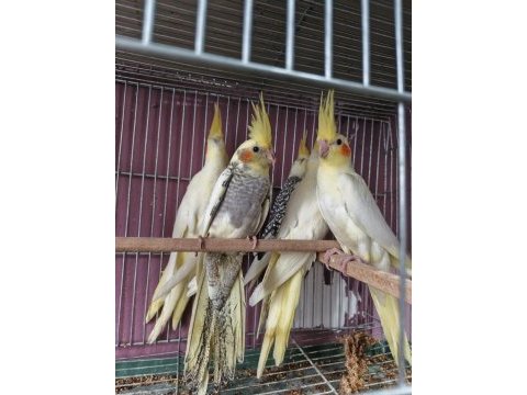 Yeni yeme düşen evcil sultan papağanı bebekler