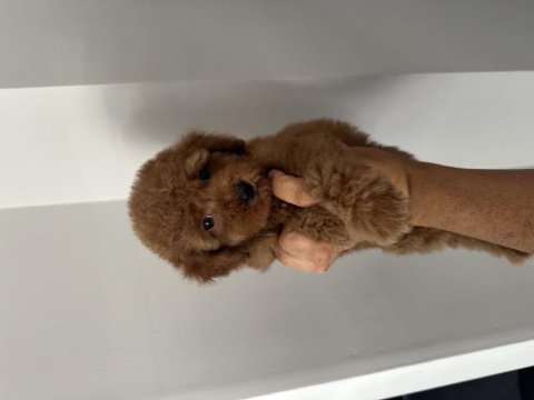 Dişi toy poodle yavrularımız
