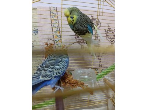 Show jumbo cift sağlıklı bakımlı kuşlar