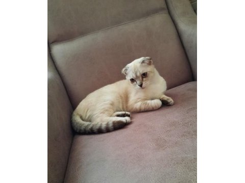 Scottish fold dişi ücretsiz