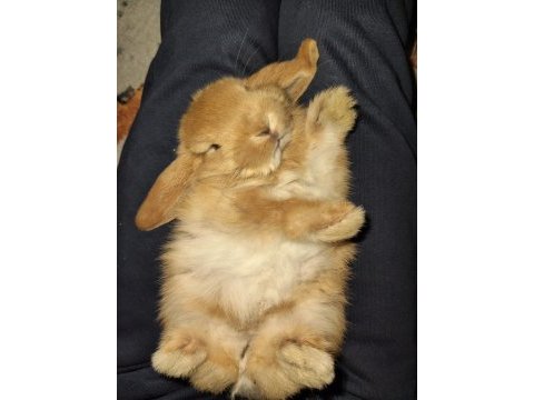 Mini lop orjinal safkan ırk tavşan