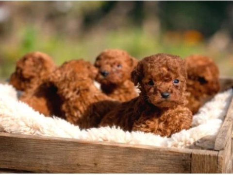 Toy poodle yavruları red renk erkek ve dişi seçenekleri