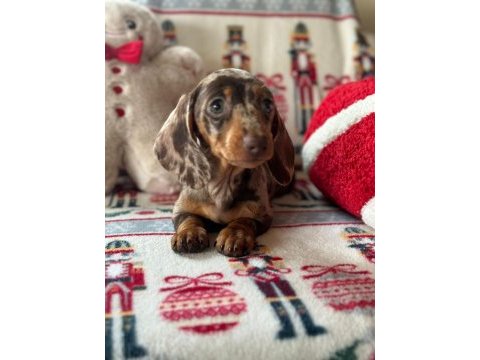 Safkan dachshund yavrular