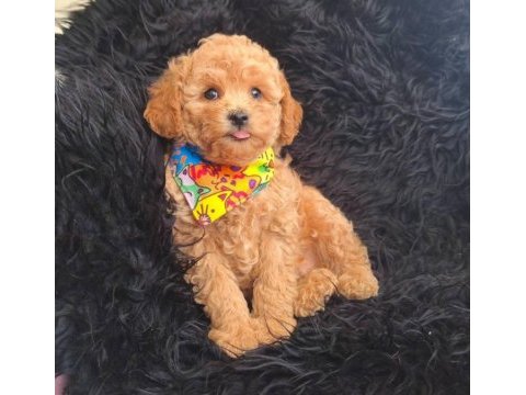 Toy poodle köpeği