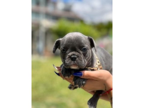 Mini boy erkek bulldog