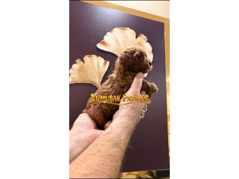 Sevimli ırk red toy poodle