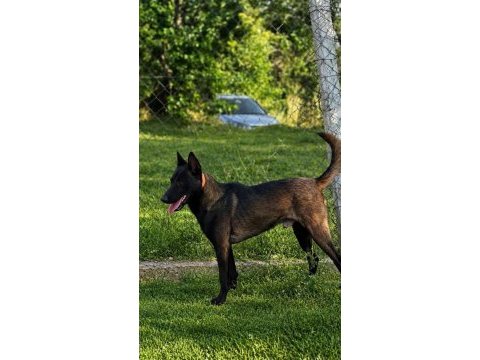Romanya dark malinois
