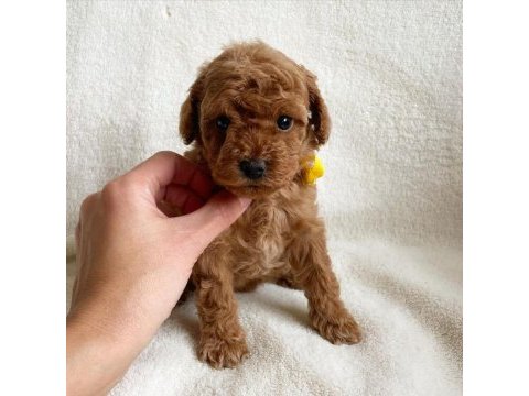 Toy poodle yavruları