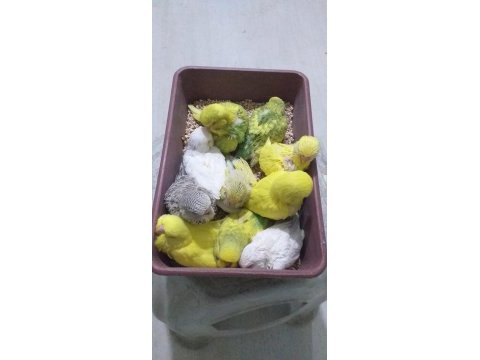 Ele alıştırmalık rengarenk muhabbet kuşu yavrular