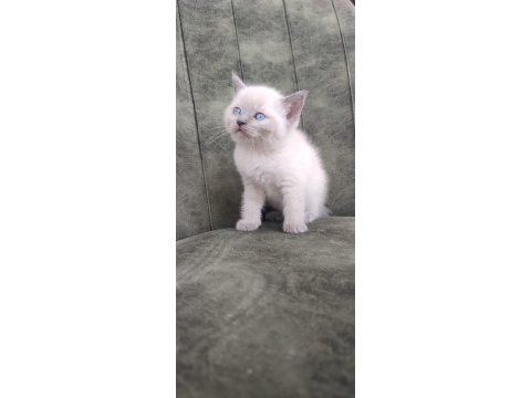 British shorthair minikler