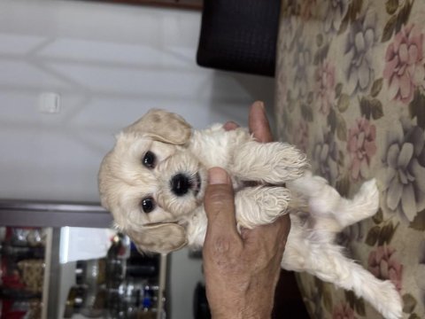 Antalyada 48 günlük maltipoo yavrular
