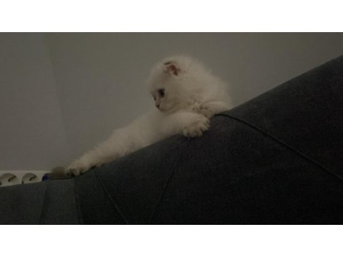 British longhair kedimize yuva arıyoruz