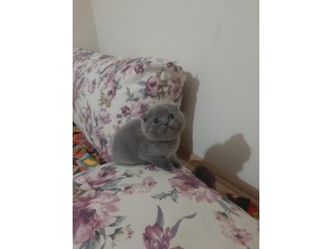Scottish fold yavrular