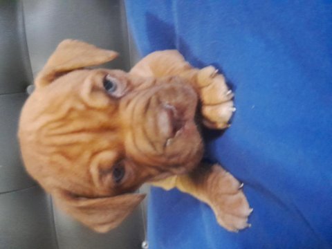 Fransız mastiff dişi ve erkek