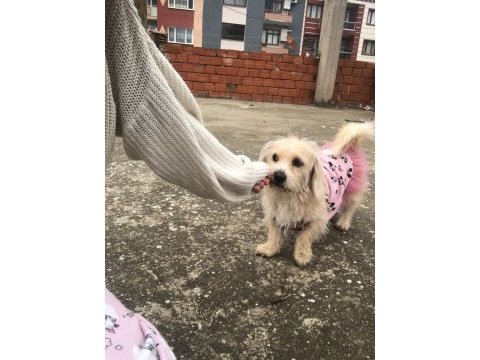 Terrier kırması kızımıza eşlemek için erkek arıyoruz