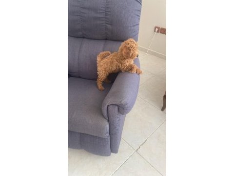 Toy poodle kedimiz