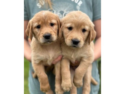Çiftliğin efsane golden retriever yavruları kapıda ödemeli