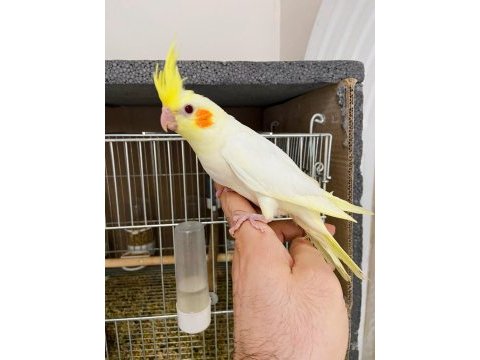 Full evcil 50 günlük lutino kırmızı göz sultan papağanı