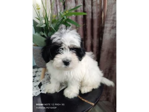 Maltese 5 şivava yavrularımız