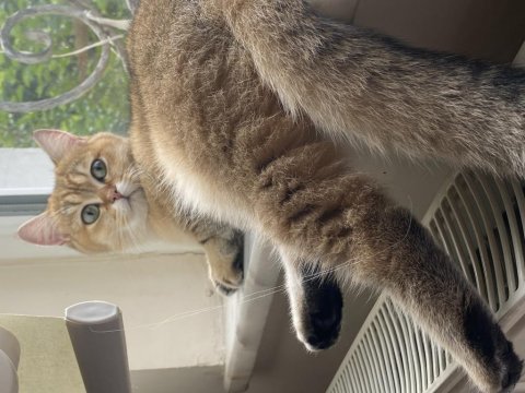 British shorthair