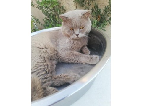 Yetişkin erkek british shorthair
