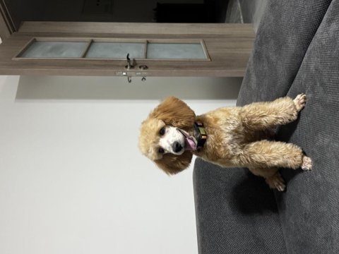 7 aylık dişi toy poodle