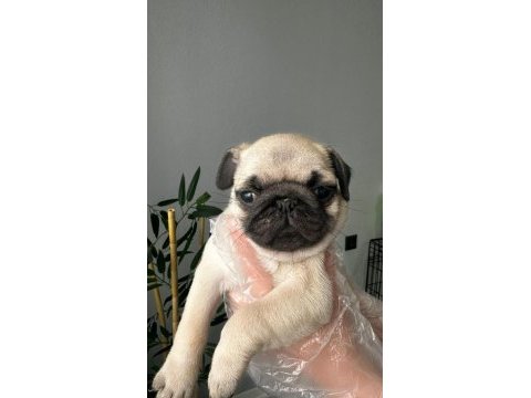 Pug mops üst kalite yavrular