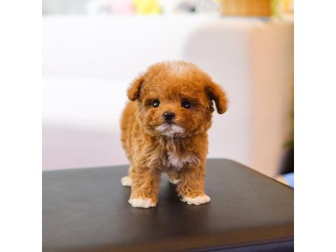 Ozel ve guzel toy poodle bebeklerım