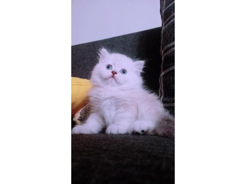 İstanbul içinde ulaşımını sağlıyorum british longhair