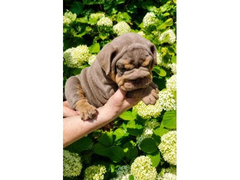 Üst düzey ingiliz bulldog yavrular