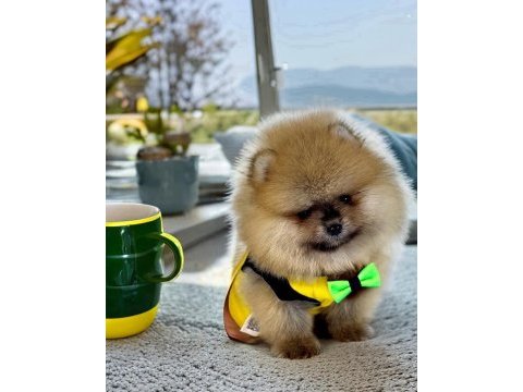 Üst segment pomeranian boo ayı surat erkek yavrumuz antalya