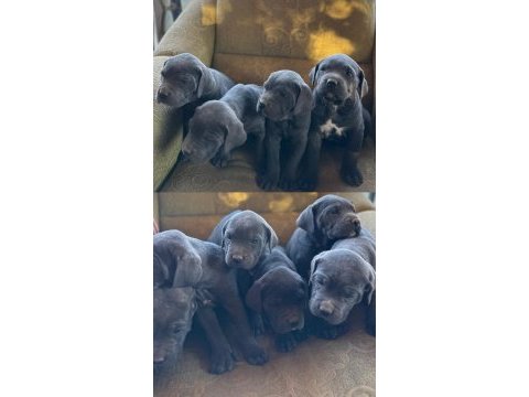 A kalite cane corso yavrularımız yeni yuvasını arıyor