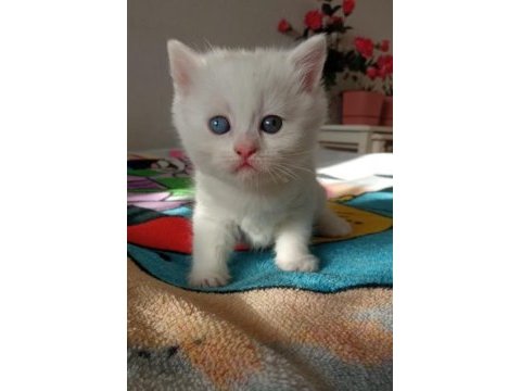 Son beyaz ayı surat british shorthair bebeğimiz