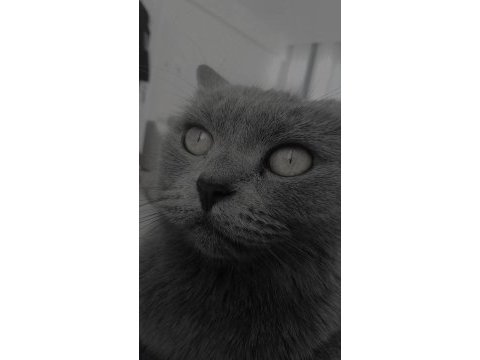 2 yaşında dişi british shorthair afrodit