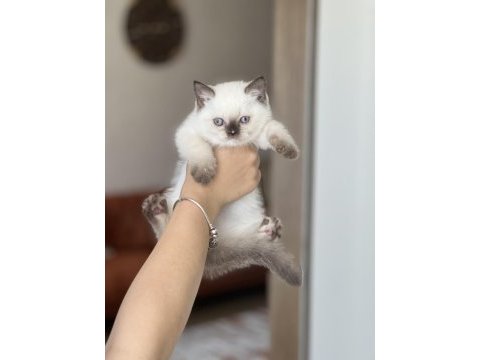 Güzel surat british shorthair red point