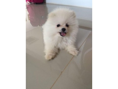 Dişi pomeranian boo 2 aylık