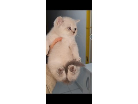 British shorthair yavrumuz