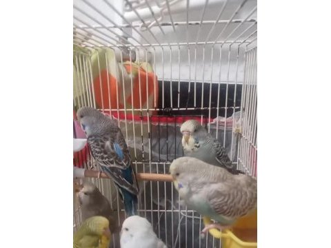 Jumbo muhabbet kuşu yavruları