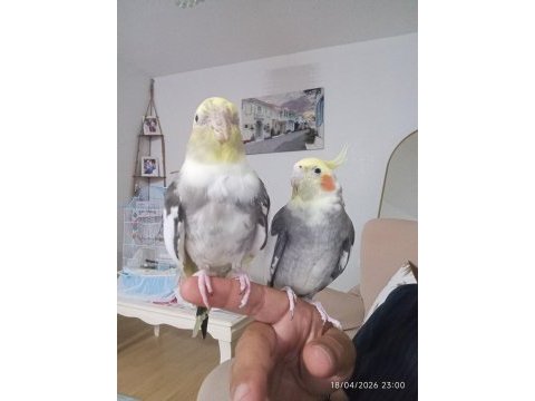 1 yaşında konuşan erkek sultan papağanı