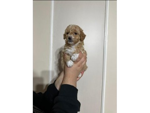 Maltipoo yavrularımız erkek/dişi