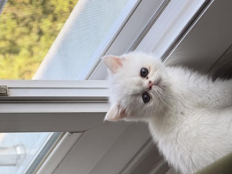 4 aylık erkek exotic shorthair