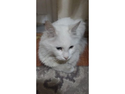 British longhair 1 yaşında