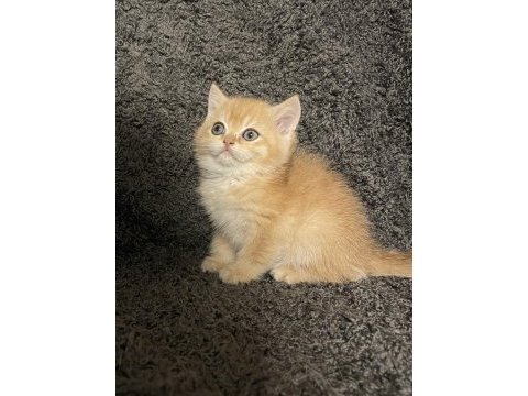Anne baba şecereli safkan golden ny12 erkek kedimiz