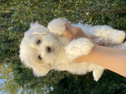 Anne altından 0 numara maltese terrier(rezerve etmek için)